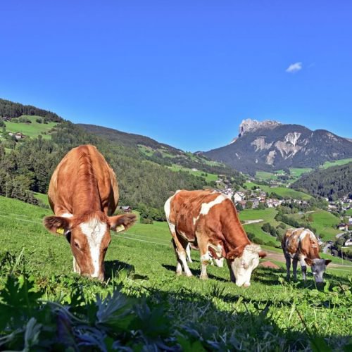 jaiterhof-suedtirol-bauernhofurlaub (18)